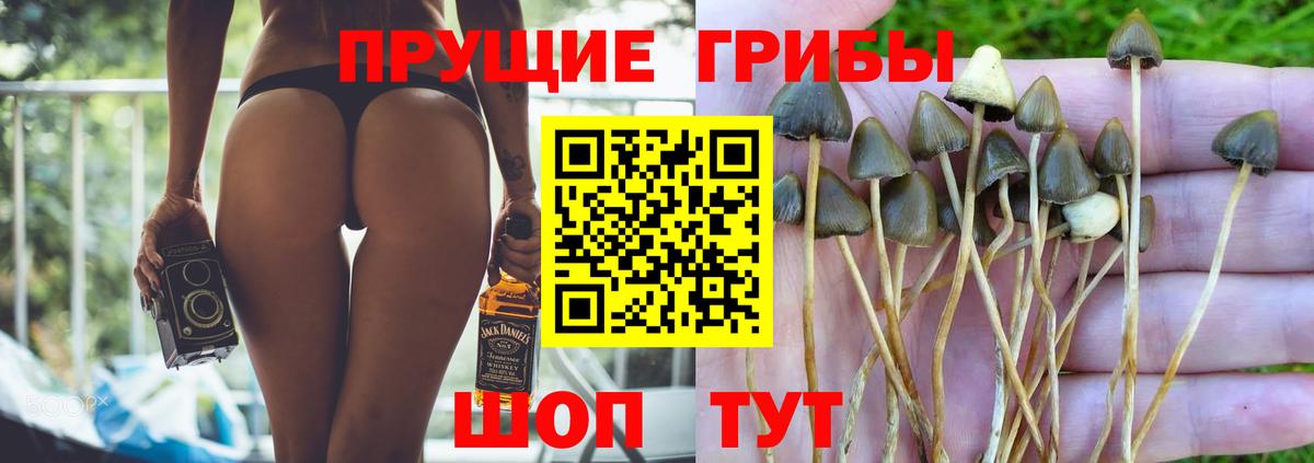 Псилоцибиновые грибы Psilocybine cubensis Горячий Ключ